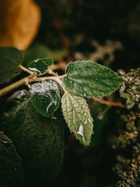 Yaprak arkaplan doğa görünümü, karanlık doğa konsepti, tropikal yaprak