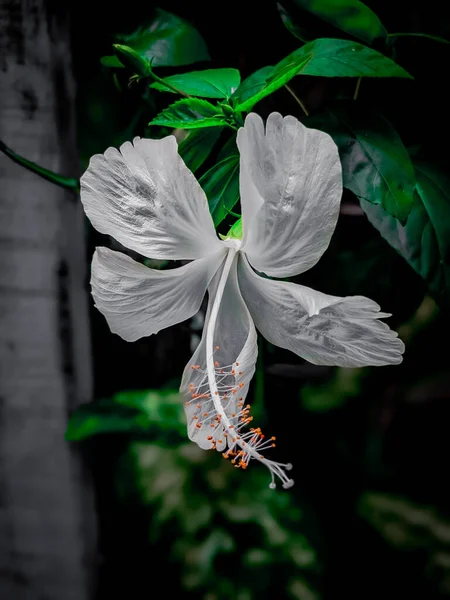 Yakın plan güzel çiçek, saf doğa arka plan, karanlık doğa konsepti