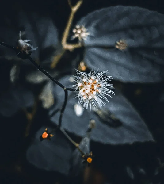 Красивый Цветок Зеленый Фон Темная Природа — стоковое фото
