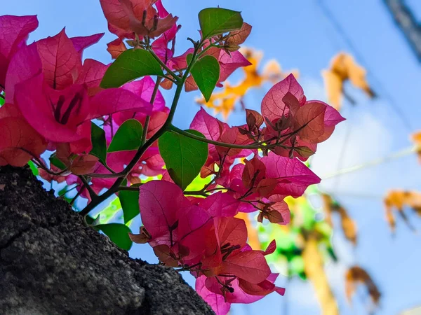 Yakın plan güzel çiçek, saf doğa arka plan, karanlık doğa konsepti