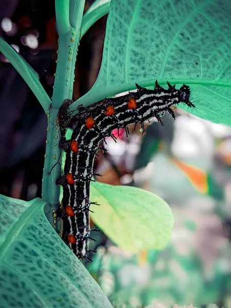 Beautiful Caterpillar Green Plant — Stock Photo, Image