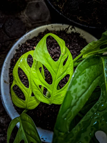 Yaprak arkaplan doğa görünümü, karanlık doğa konsepti, tropikal yaprak