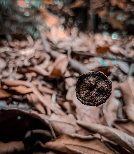 Yaprak arkaplan doğa görünümü, karanlık doğa konsepti, tropikal yaprak