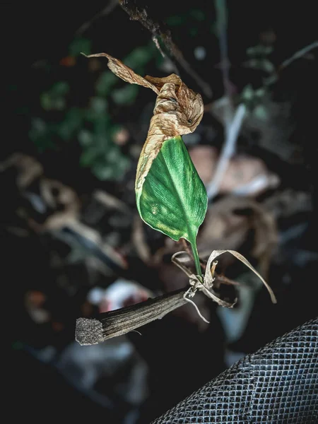 Крупным Планом Вид Природу Листового Фона Концепция Темной Природы Тропический — стоковое фото