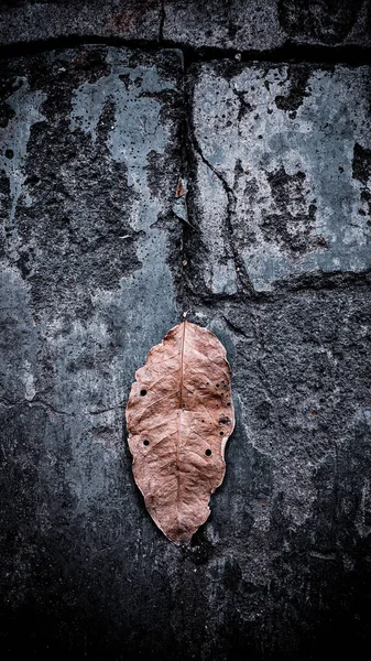 葉の背景 ダークネイチャーコンセプト トロピカルリーフの自然ビューをクローズアップ — ストック写真