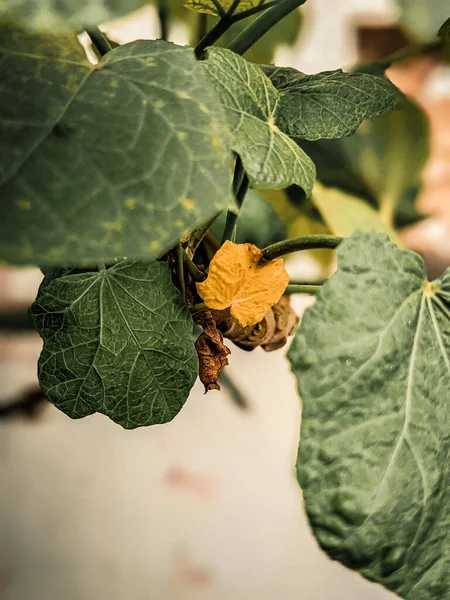 葉の背景 ダークネイチャーコンセプト トロピカルリーフの自然ビューをクローズアップ — ストック写真