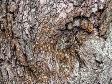 Eski ağaç kabuğu dokusu 