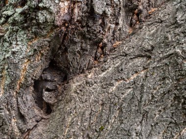Eski ağaç kabuğu dokusu 