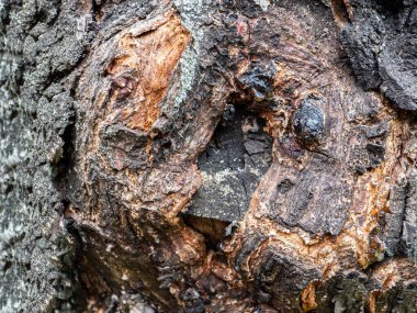 Eski ağaç kabuğu dokusu 