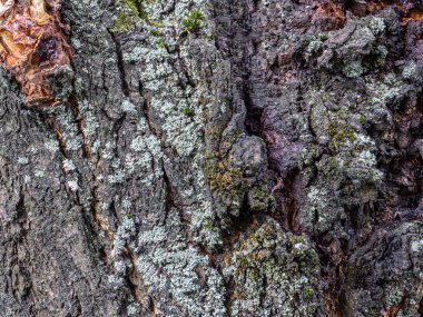 Eski ağaç kabuğu dokusu 