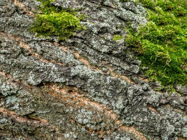 Eski ağaç kabuğu dokusu 