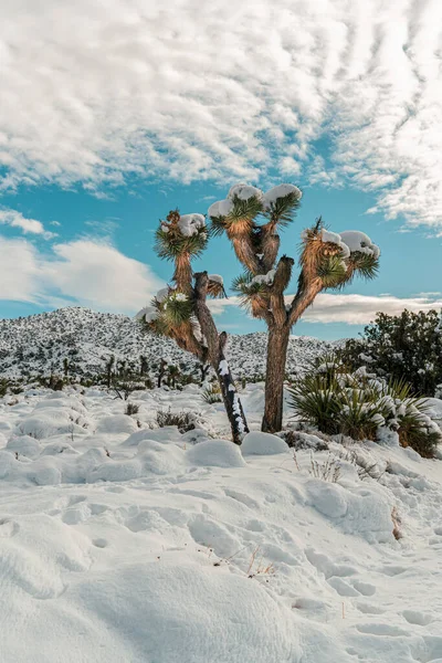 Снег Джошуа Дерево Зимний Пейзаж Пустыне — стоковое фото