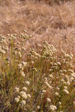 Kaliforniya Karabuğday Arıları Polen Topluyor