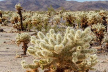 Cholla kaktüs Bahçe Joshua tree national park, California