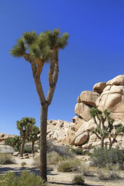 Joshua Tree Ulusal Parkı 'ndaki Saklı Vadi Doğa Patikası' nda büyük kaya ve kayaların önünde Joshua Ağaçları (Yucca brevifolia). Dikey fotoğraf.