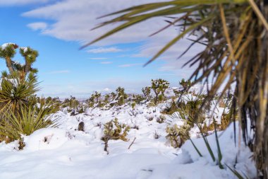Joshua Tree National Park landscape after a snowstorm in December clipart