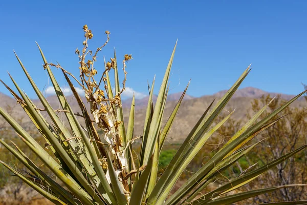 Zamknij Szeroki Kąt Ujęcia Rośliny Mojave Yucca Pustyni Mojave — Zdjęcie stockowe