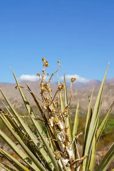 Zbliżenie Pionowe Ujęcia Rośliny Mojave Yucca Pustyni Mojave — Zdjęcie stockowe