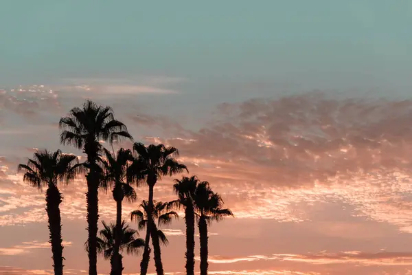 Blue and Orange Sunset with Palm Tree Silhouettes in Palm Springs, California