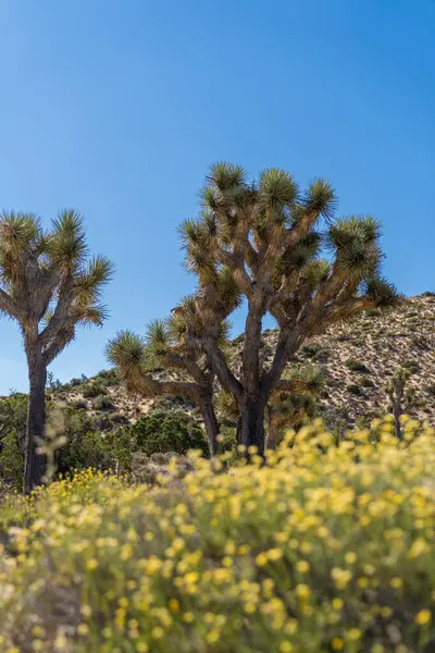 Joshua Drzew Żółtymi Polnymi Kwiatami Pierwszym Planie Czyste Błękitne Niebo — Zdjęcie stockowe