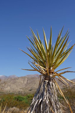 Mojave Çölündeki Mojave Yucca Bitkisi