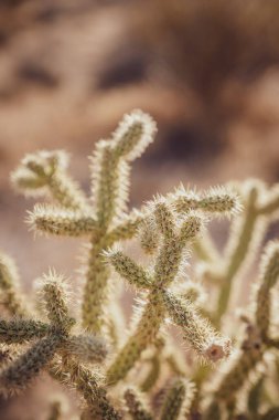 Mojave Çölü 'nde bir kalem cholla kaktüsünün (Cylindropuntia leptocaulis) yakın çekimi