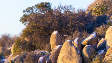 Kış boyunca karlı kayalar ve Joshua Tree Ulusal Parkı, Kaliforniya 'da arka planda çalılar..