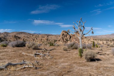 Sawtooth Fire 'dan Ölü Joshua Ağacı Pioneertown, California' nın Sawtooth Trail bölgesinde