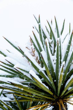 Mojave Yucca, Mojave Çölü, Kaliforniya 'da yaprakları karla kaplı.