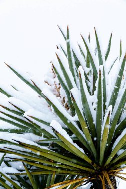 Mojave Yucca with snow on the leaves in the Mojave Desert, California clipart