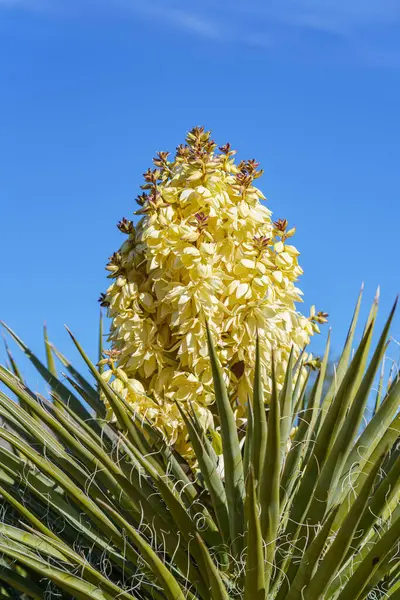Kaliforniya 'daki Joshua Tree Ulusal Parkı' nda Mojave Yucca 'nın (Yucca schidigera) çiçek açması.