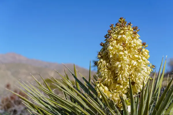 Цветущий Цветок Мохаве Юкка Yucca Schidigera Национальном Парке Джошуа Три — стоковое фото