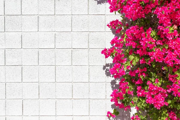 Pembe Barbara Karst bougainvillea boş, beyaz duvar arka planında.