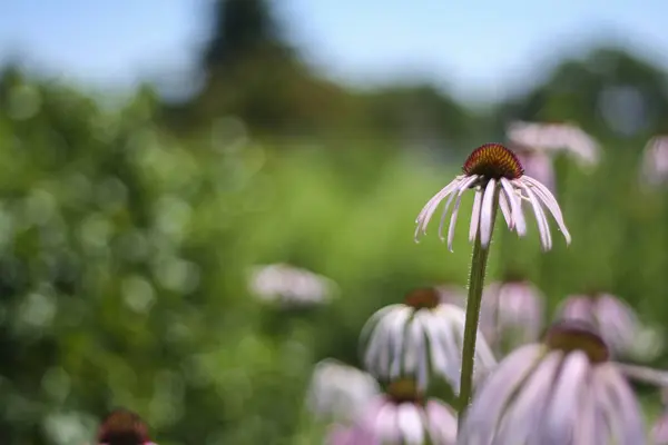 Bokeh yeşili arka planı olan mor bir Coneflower. Ekinezya purpurea bitkisi. 
