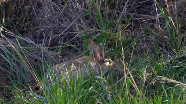 砂漠のコッテルウサギはまだ緑の草のパッチに座って 食べて その後 音に警告され 後ろの足に座っています カリフォルニア州のビッグモルゴンキャニオン保護区に位置する — ストック動画