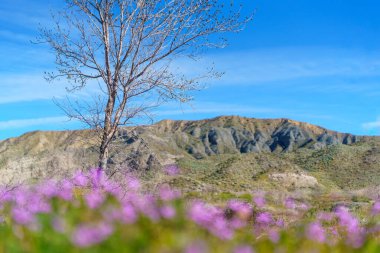 Dağların manzarası ve Kaliforniya, Çöl Kaplıcaları 'ndaki Mission Creek Konservesi' nde ön planda mor bahar kır çiçekleri olan bir ağaç.