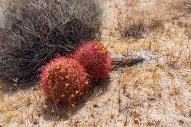 Bir çift California Fıçı Kaktüsü - Ferocactus silindirik