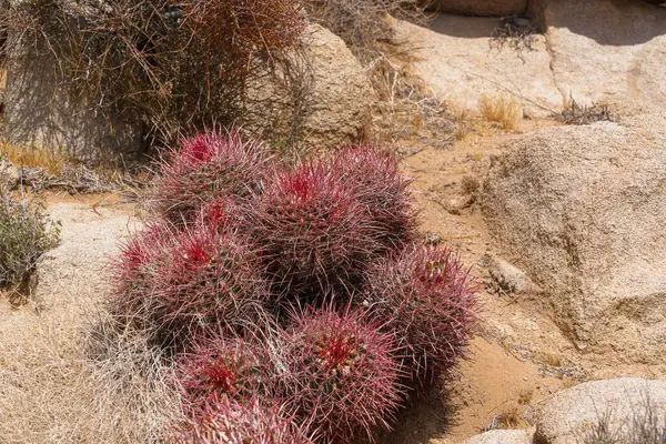 California Fıçı Kaktüsü Gruplama - Ferocactus silindirisi