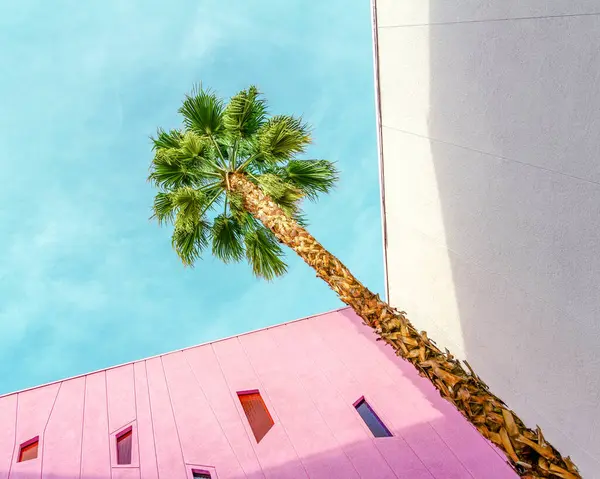 Palm Springs, Kaliforniya 'da pembe ve beyaz duvarlı palmiye ağacı