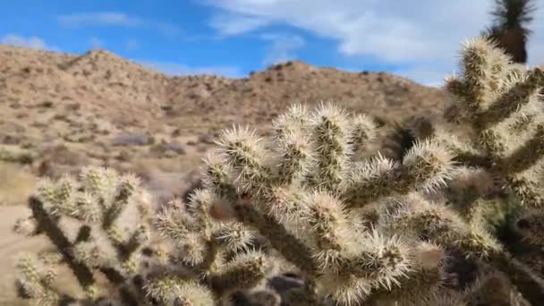Cholla Cactus Close Wide Pan Shot Yucca Valley California — Stock Video