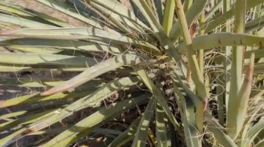 Mojave Çölü 'ndeki bir Mojave Yucca fabrikasının (Yucca schidigera) geniş açılı görüntüsü. Joshua Tree, Kaliforniya