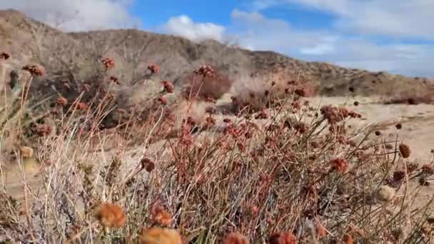 Kaliforniya Karabuğday Çalısı Kışın Kaliforniya Nın Joshua Tree Çölünde Yakın — Stok video