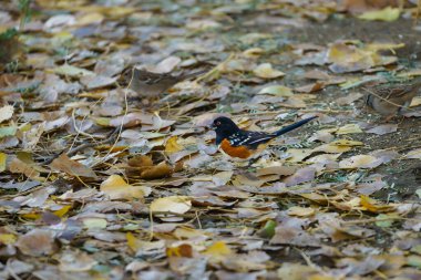 Spotted Towhee bird with a sunflower seed in its mouth at the Big Morongo Canyon Preserve in California clipart