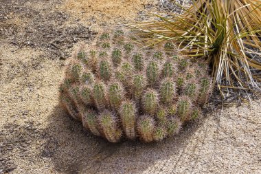 Mojave Tepesi Kaktüsü (Echinocereeus triglochiderus) Joshua Tree Ulusal Parkı, Kaliforniya