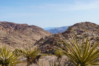 Scenic desert view with cactus and mountains near Desert Queen Mine in Joshua Tree National Park, California clipart