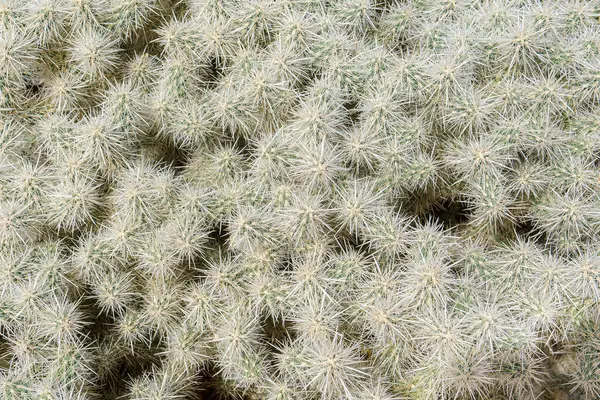 Gümüş Cholla kaktüsü (Cylindropuntia echinocarpa) desen ve doku arkaplanı