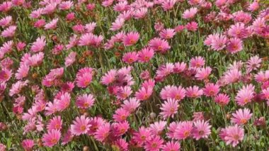 Pembe ve mor Afrika papatyaları rüzgarda hafifçe esiyor (Arctotis acaulis)