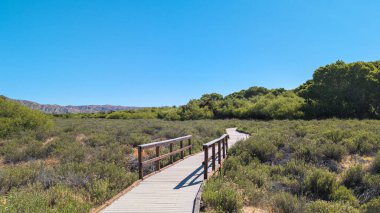 Boardwalk marsh trail path through goldenbush at the Big Morongo Canyon Preserve in Morongo Valley, California clipart