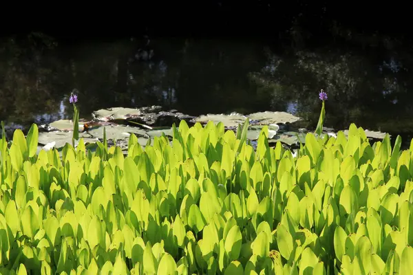 stock image Green Pickerelweed Pontederia cordata plant leaves backlit by sunlight at Pond Norton Simon in Pasadena, California