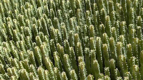 Euphorbia resinifera 'nın yoğun bir grubunun yakın çekimi dik, yeşil, dikenli bitkiler.
